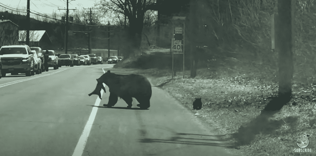 Video Of A Sweet Mama Bear Struggling To Get Her Cubs Across Busy Road ...