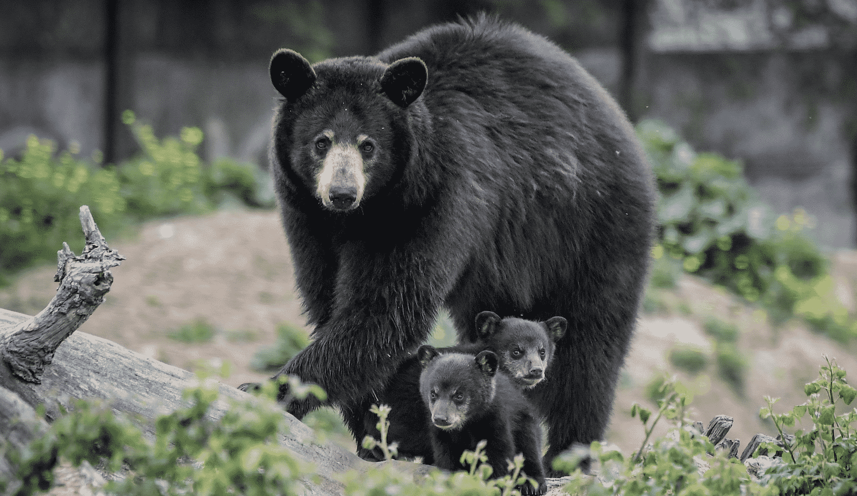 Mama Bear Crossing Road With Cubs