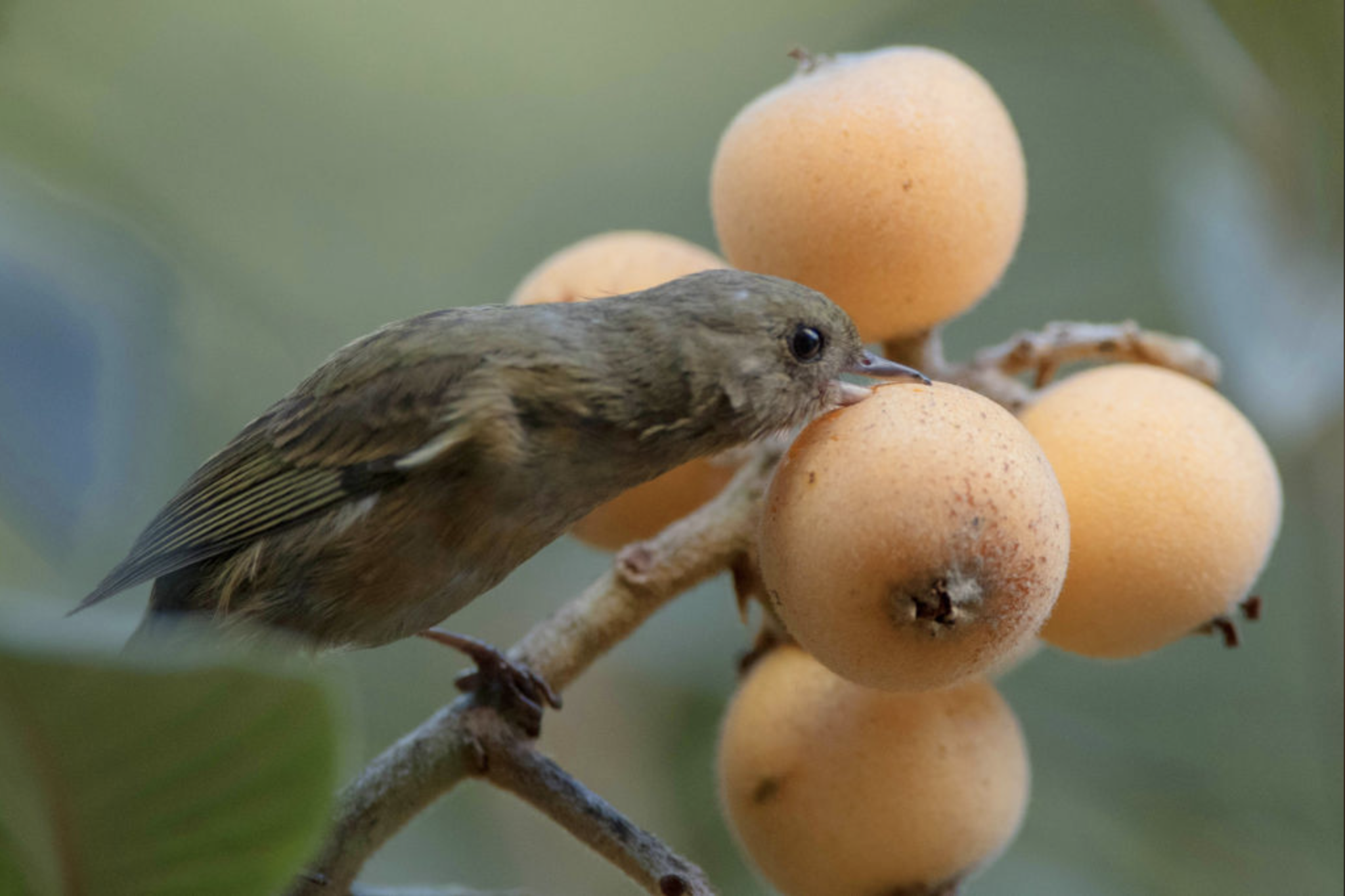 Before Growing in Your Abuela's Backyard, Nísperos Came From This Asian Country