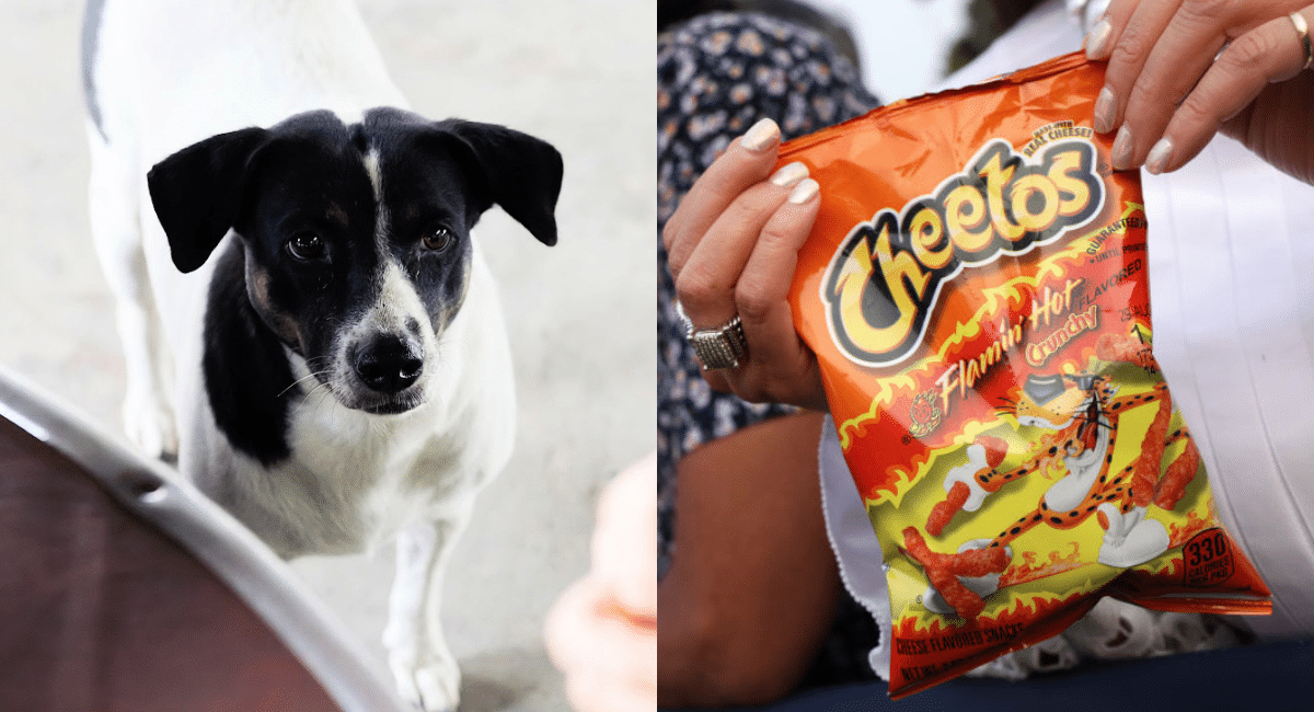 Can dogs on sale have hot cheetos