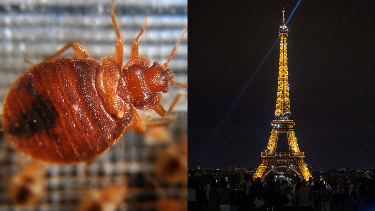 Here's what to know about the bed bugs outbreak in France.