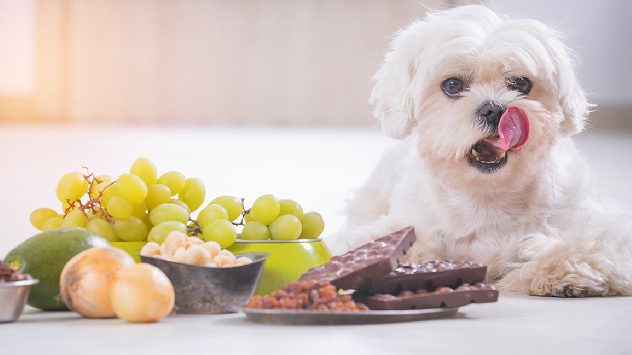 Alimentos tóxicos para perros