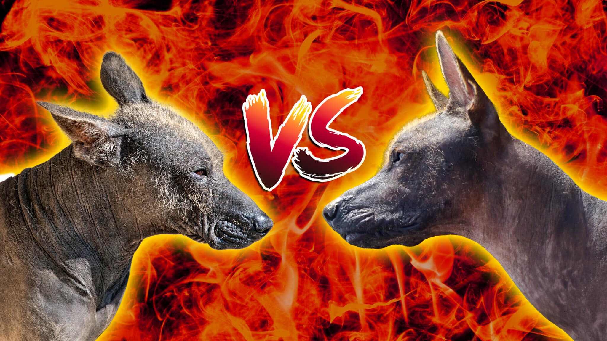 Viringo peruano vs. Xoloitzcuintle mexicano