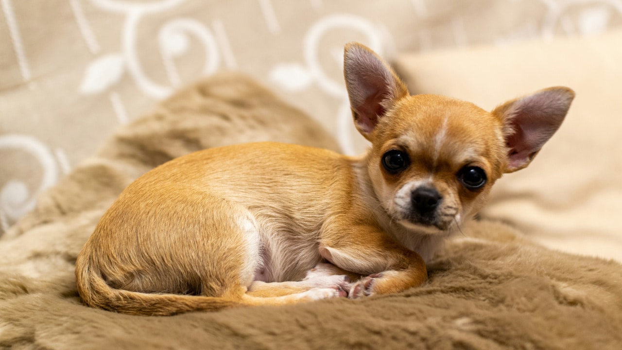 This Woman Just Found Out Her Foster Dog Speaks Spanish and Her Reaction Is Priceless