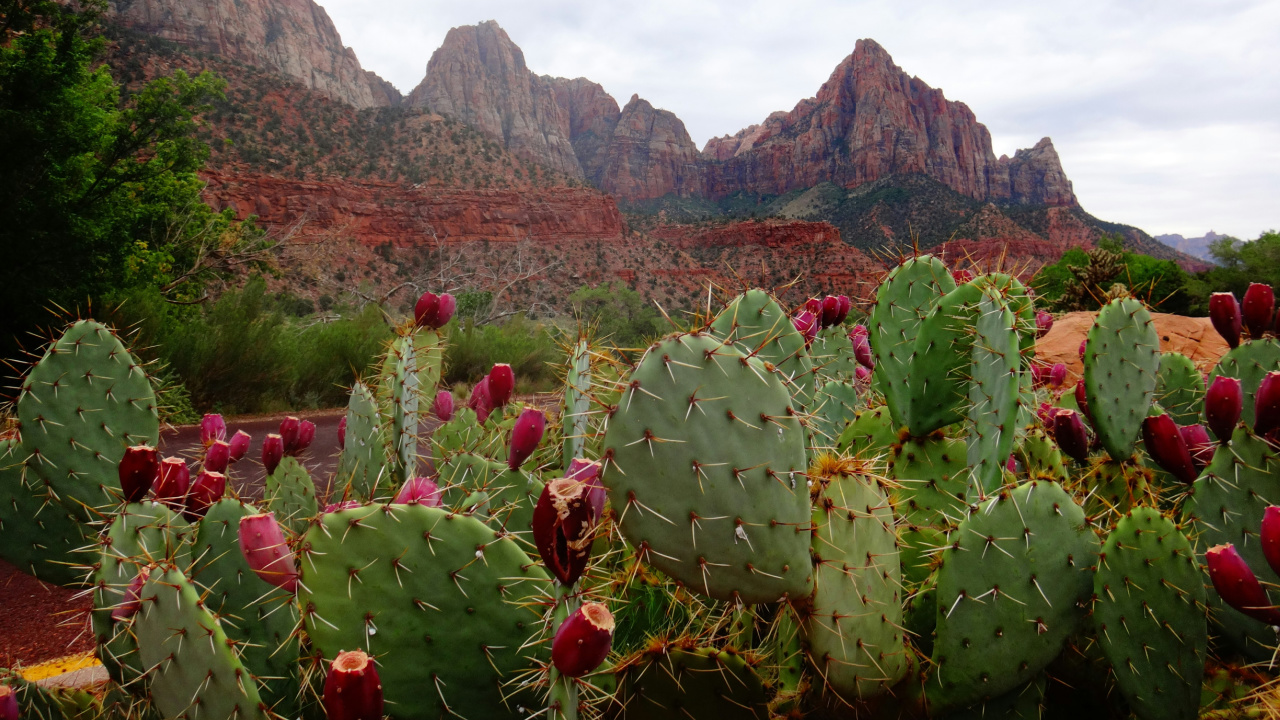 How Cactus Juice Is Helping Rural Mexico Restore a Traditional Way of Waterproofing Homes