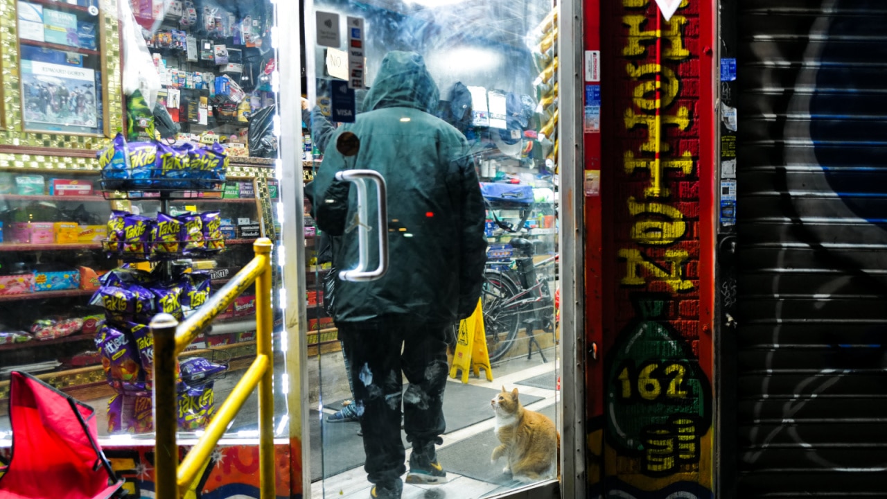 New York City Council Introduces Bill to Legalize Bodega Cats and It's About Time