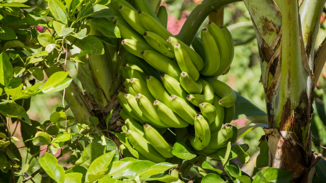 Colombian Woman Claims She Is The Oldest Living Person and Credits Green Plantains