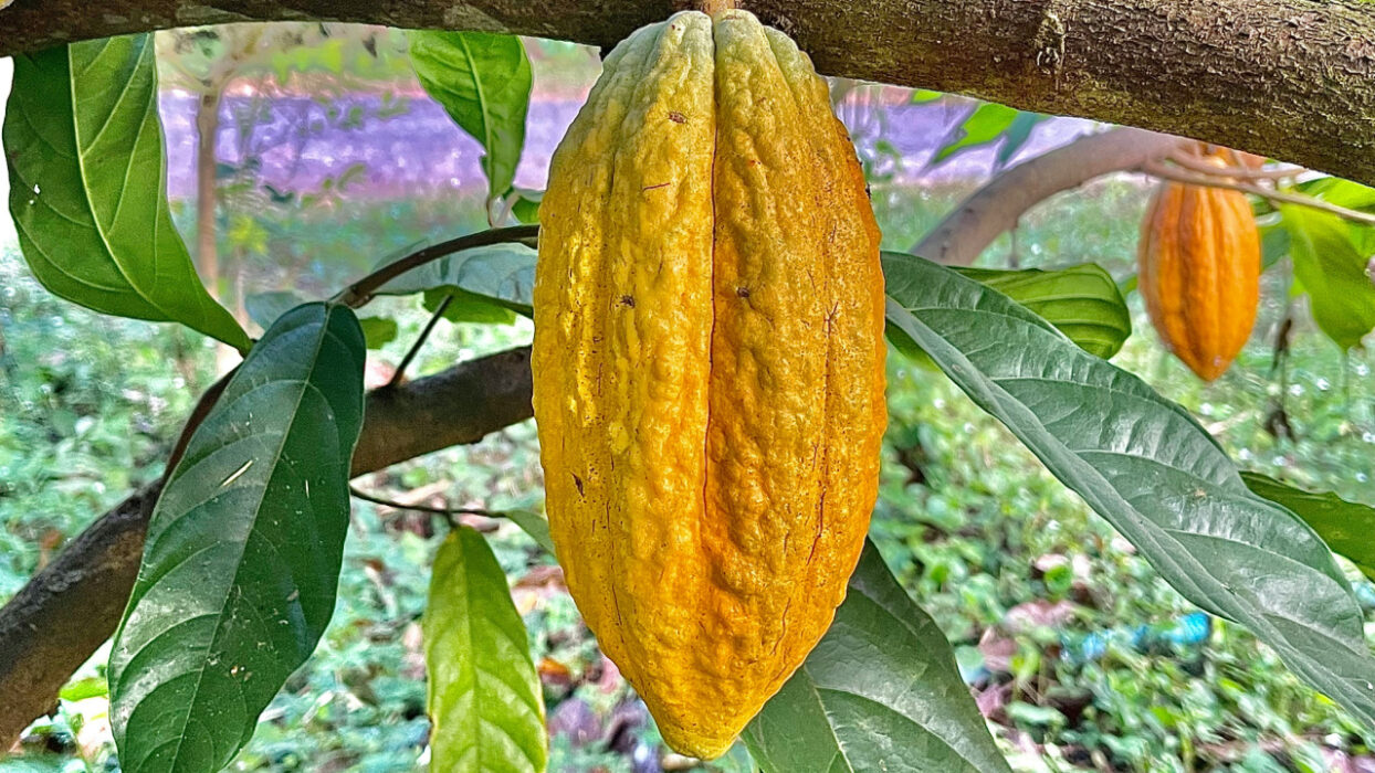 From A Bitter Drink to A Valentine's Day Staple: The History of Cacao and Chocolate Spans Millennia and Continents