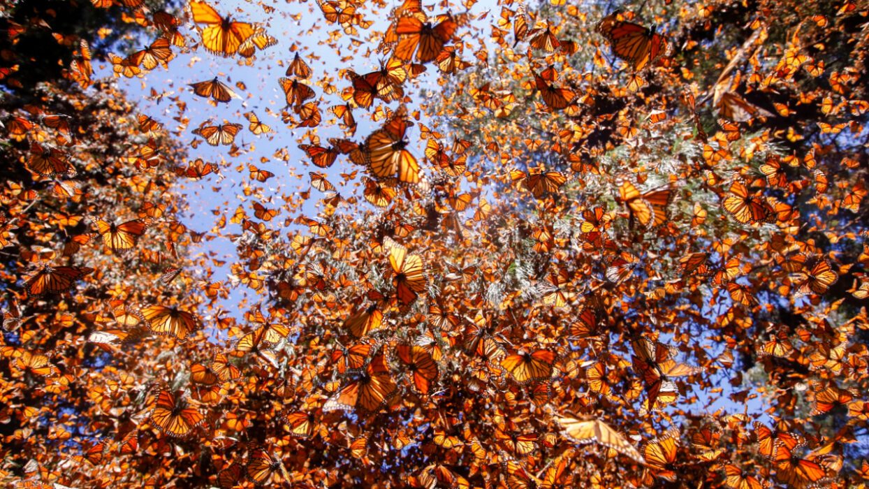 After Years of Decline, Monarch Butterflies Are Finally Having a Comeback Arc
