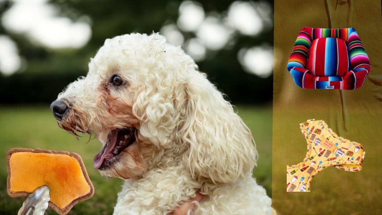 Pan Dulce Toys, Lotería Harnesses, and More Latino-Owned Pet Finds We’re Obsessed With