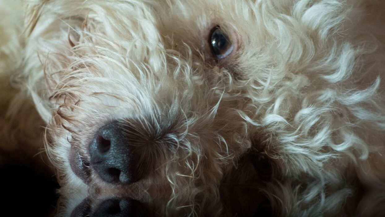 Signs your dog definitely grew up in a Latino household