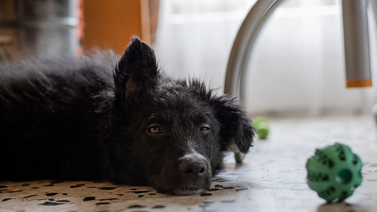 Your Dog Is a Total Chismoso: Here's Everything They Actually Understand When You Speak