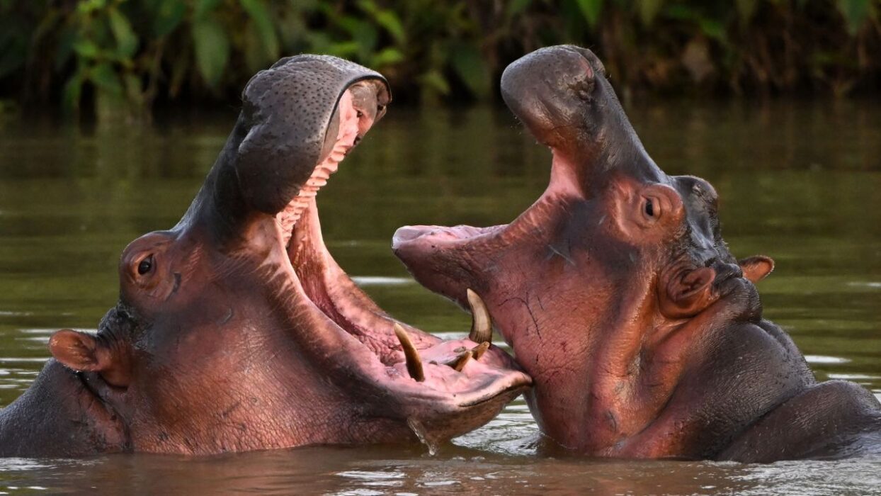 Colombia's Hippo Paradox How Escobar's Exotic Pets Became Both a Treasure and a Threat