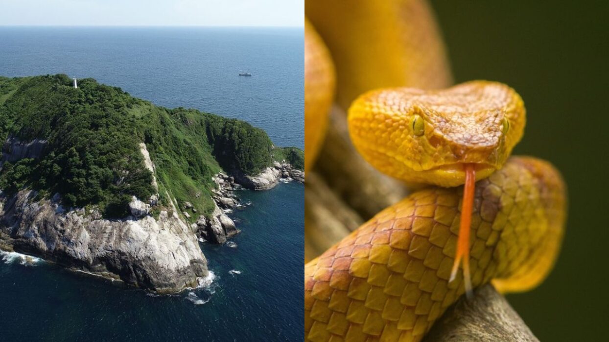 Humans Literally Can’t Go Here: Inside the Island That’s Too Dangerous to Visit